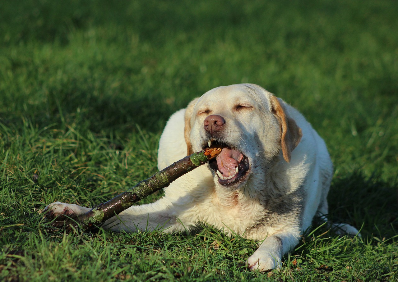 labrador